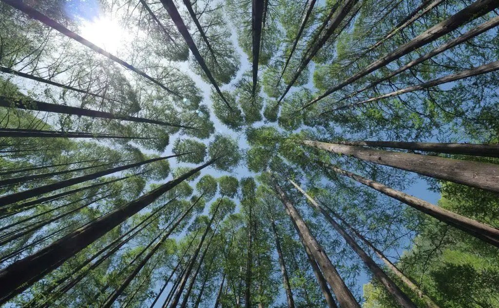 Alberi (foto Pixabay a uso libero)