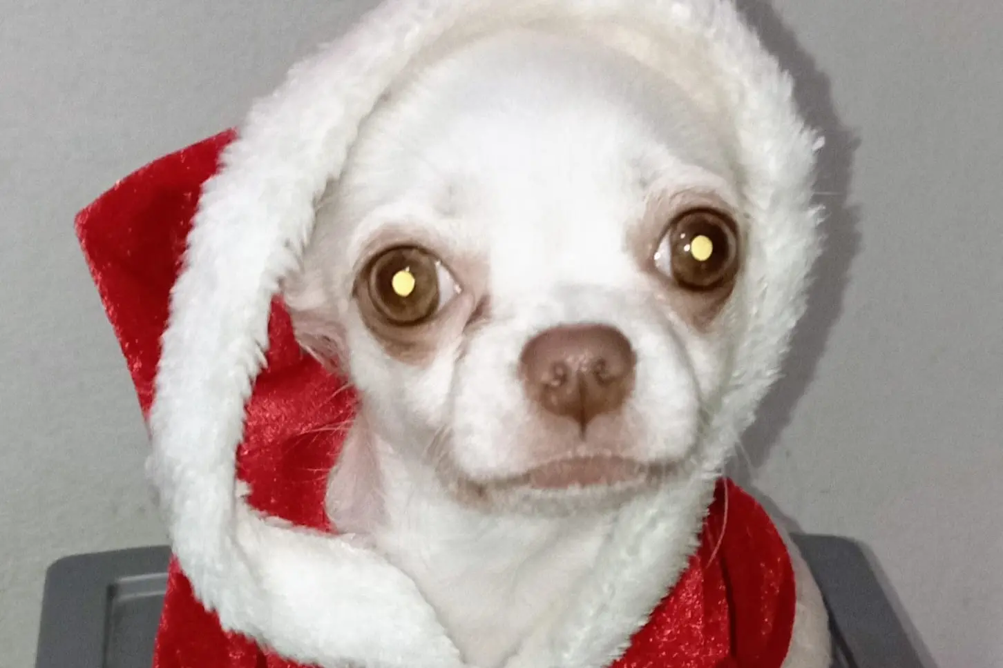 Buon Natale da Billy. Rossy Chessa da Quartu Sant'Elena