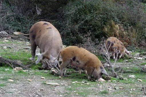 Peste suina, proseguono gli abbattimenti di maiali nel Nuorese