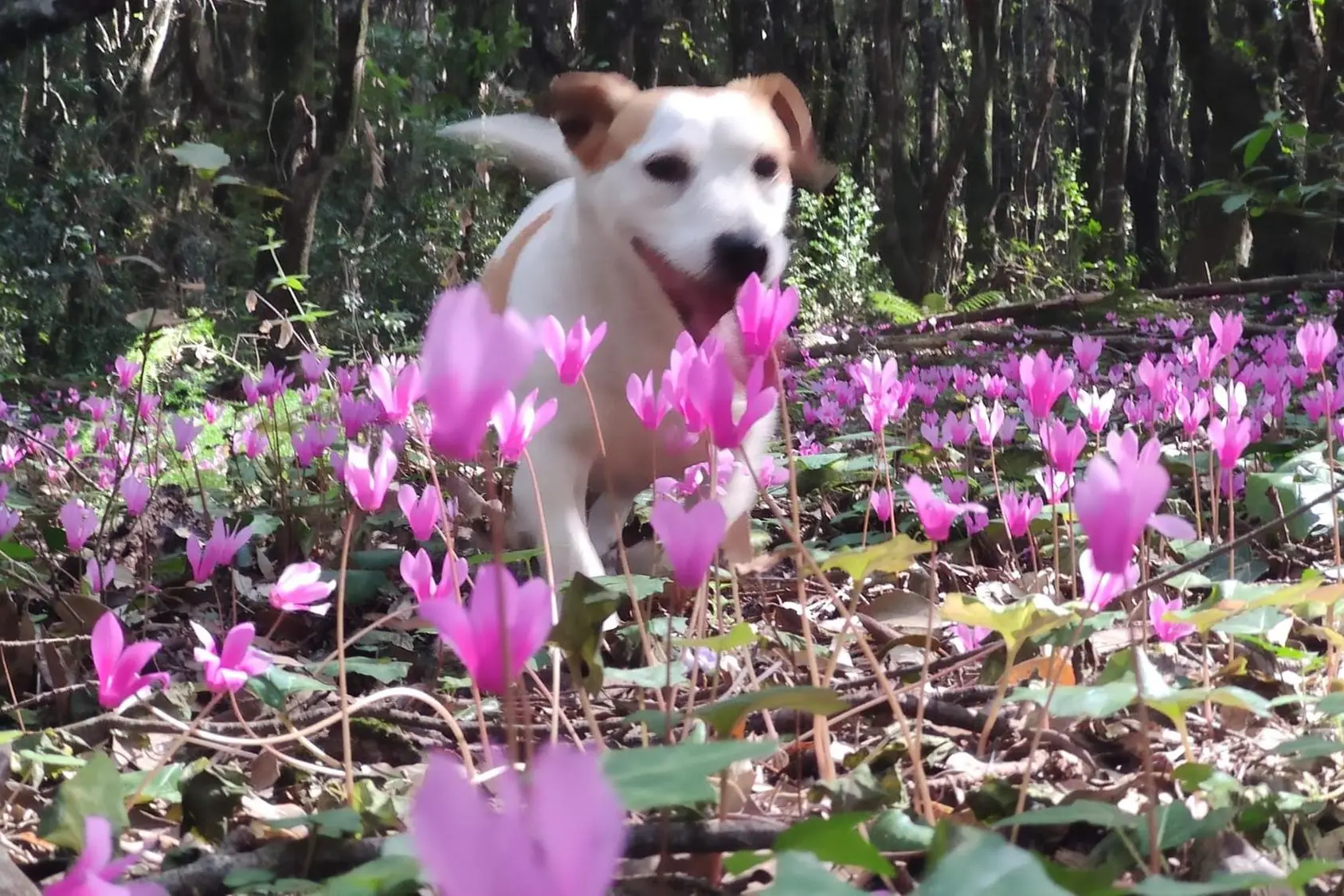Un cane (foto Sara Pinna)