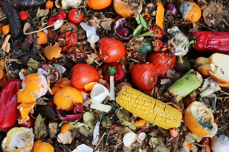 Cibo nella spazzatura insieme ad altri scarti alimentari (Ansa)