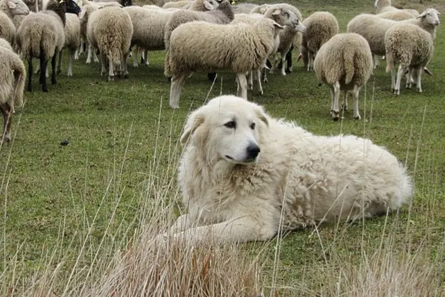 Immagine simbolo (Ansa)