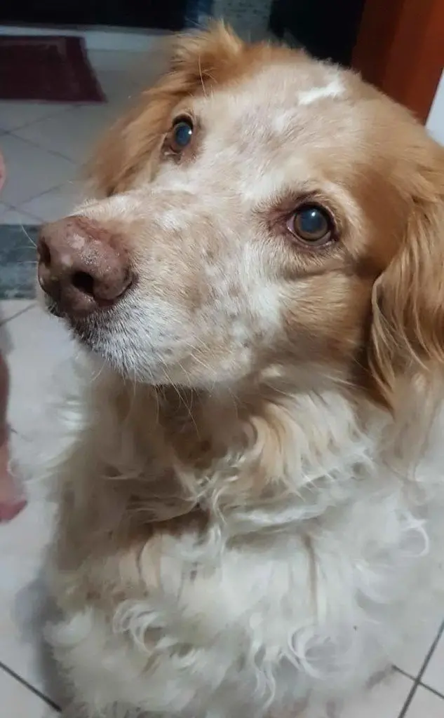 Tobia, il cane di Alessio Simbula da Ussana