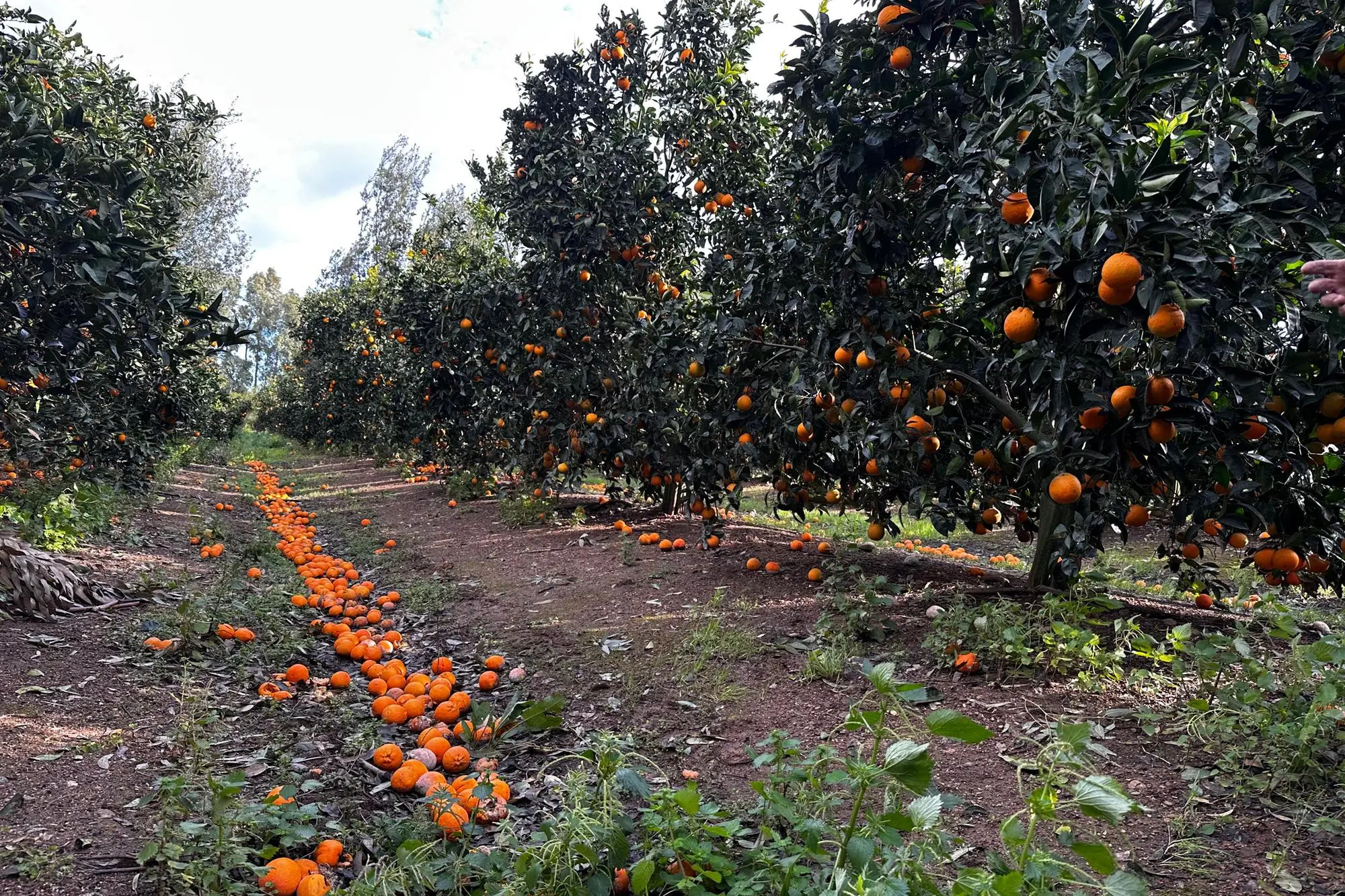 Un agrumeto devastato dal maltempo nel Medio Campidano