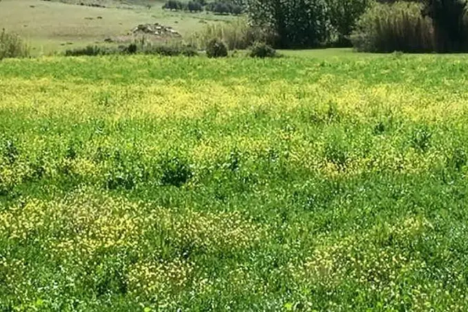 Un campo di favino invaso dal Fiordaliso