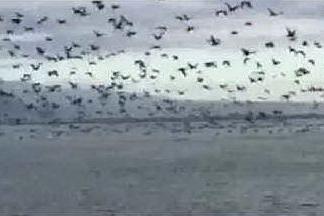 Cabras, i pescatori contro gli ambientalisti: &quot;I cormorani ci stanno rovinando&quot;
