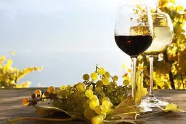 In crescita il settore del vino bio