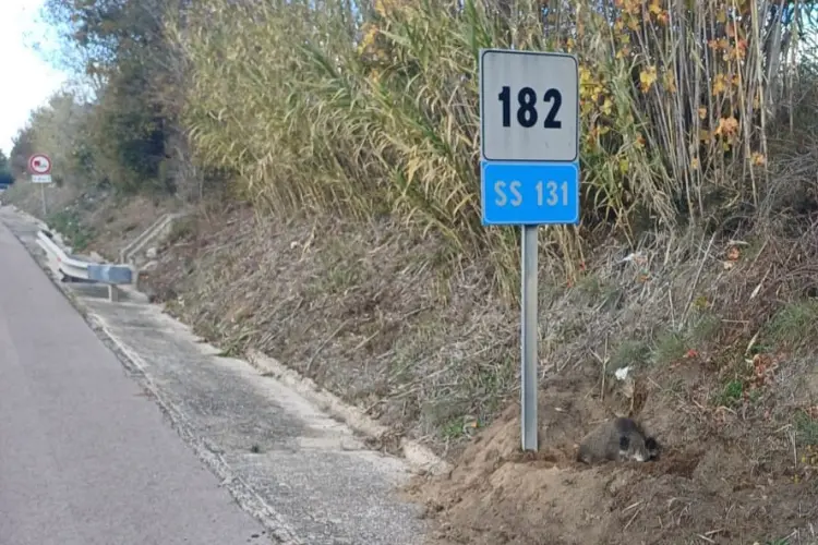 Il cinghiale ferito al chilometro 182 della statale 131 (foto concessa)