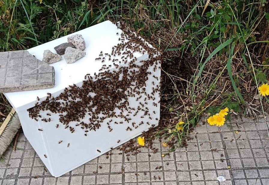 Via Capo Comino, salvato e rimosso uno sciame di api