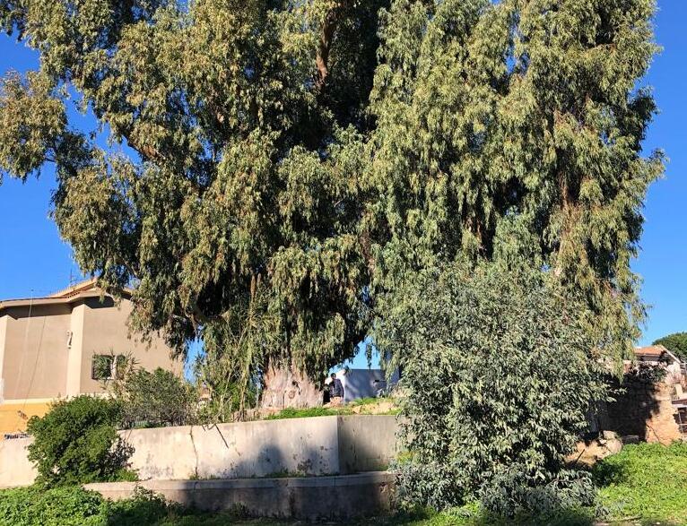 Frutti d’Oro, una strada per la sicurezza