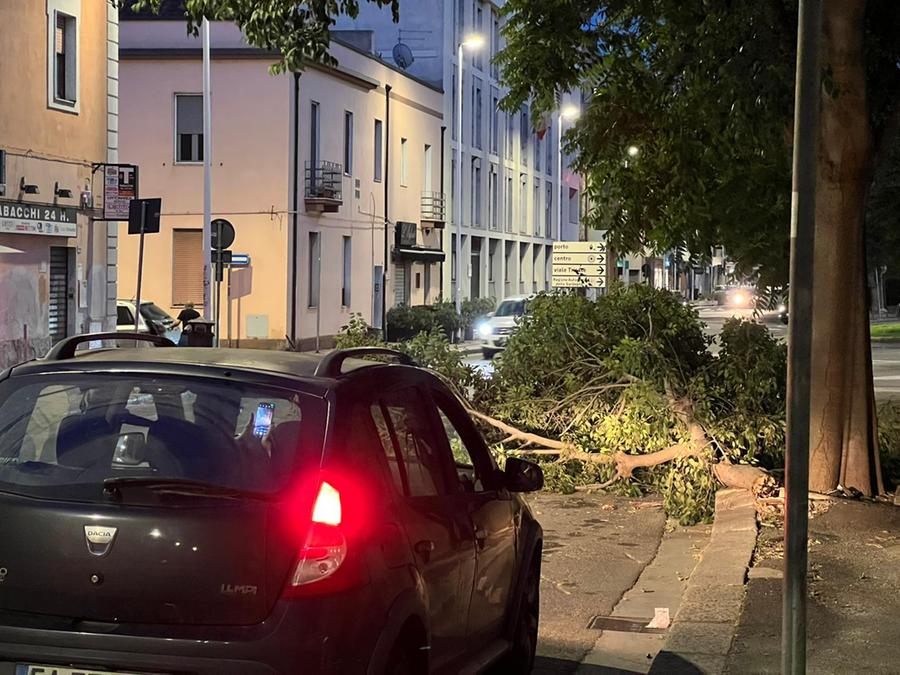 Cagliari, ramo piomba sulla carreggiata in via Santa Gilla