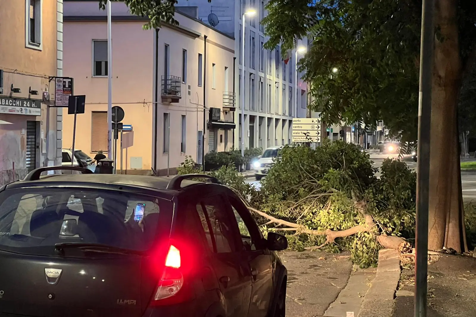 L'albero caduto (Foto: Ragas)