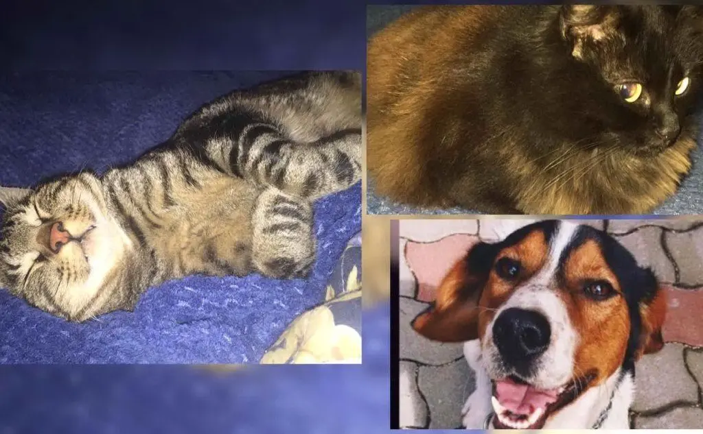 Gli amici &quot;pelosetti&quot; di Ester: Rocco, Michele e Porro