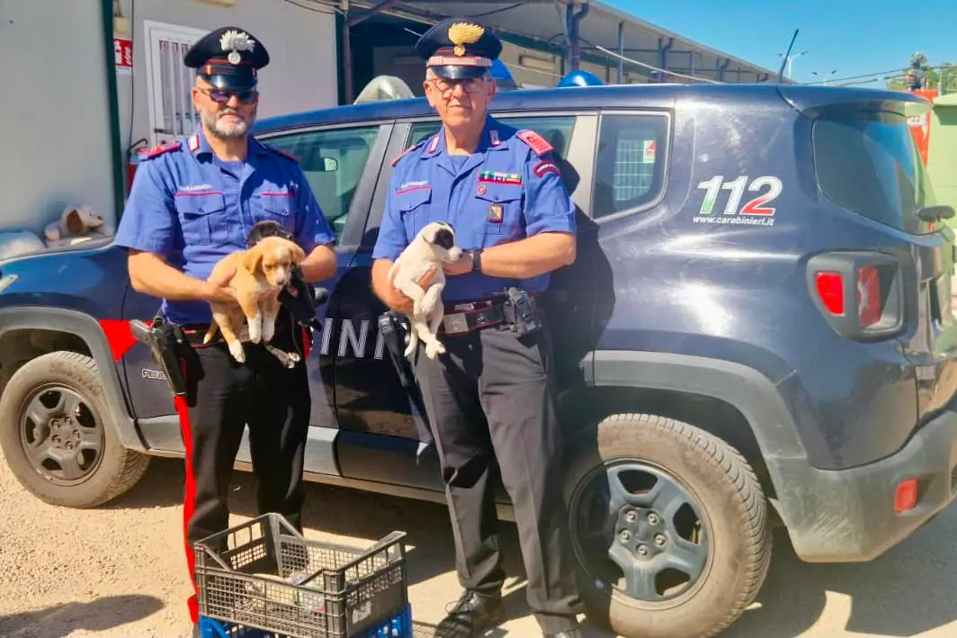 I cuccioli salvati dai carabinieri
