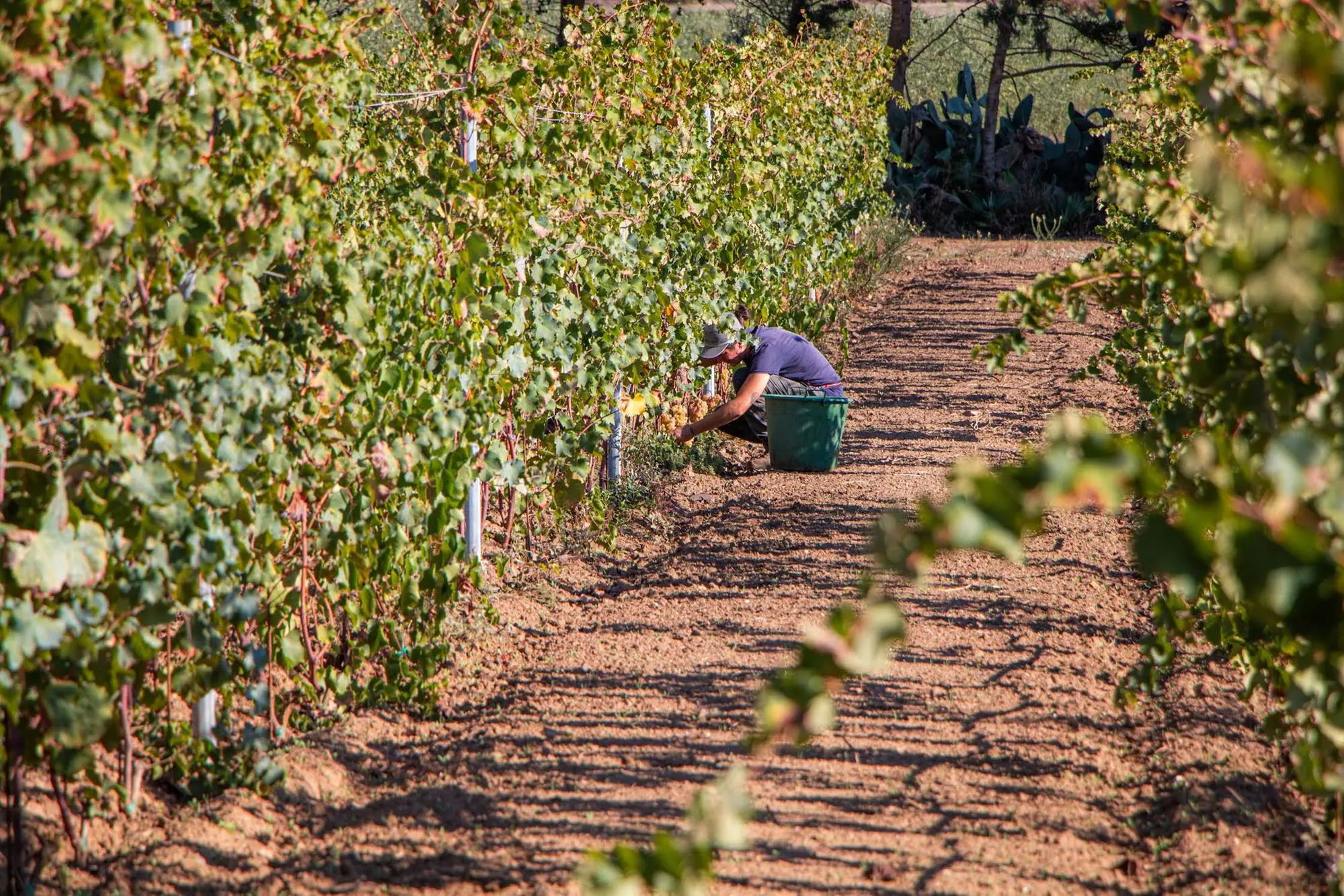 La vendemmia (Foto concessa)