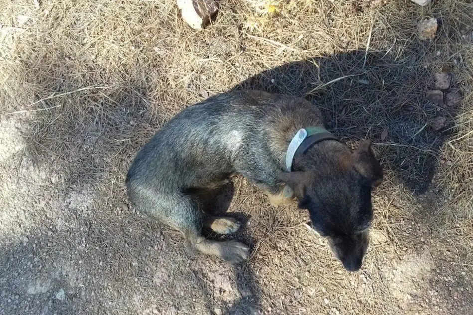 Il cane da caccia ritrovato a Barrali