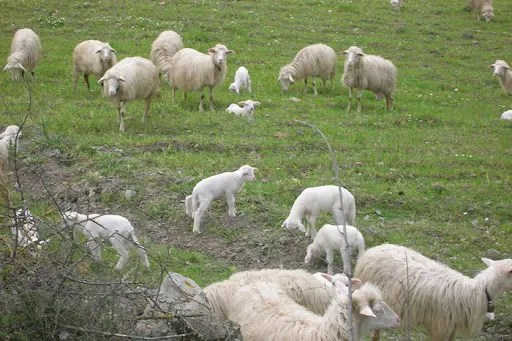 Gregge di pecore in Sardegna (foto Ansa)