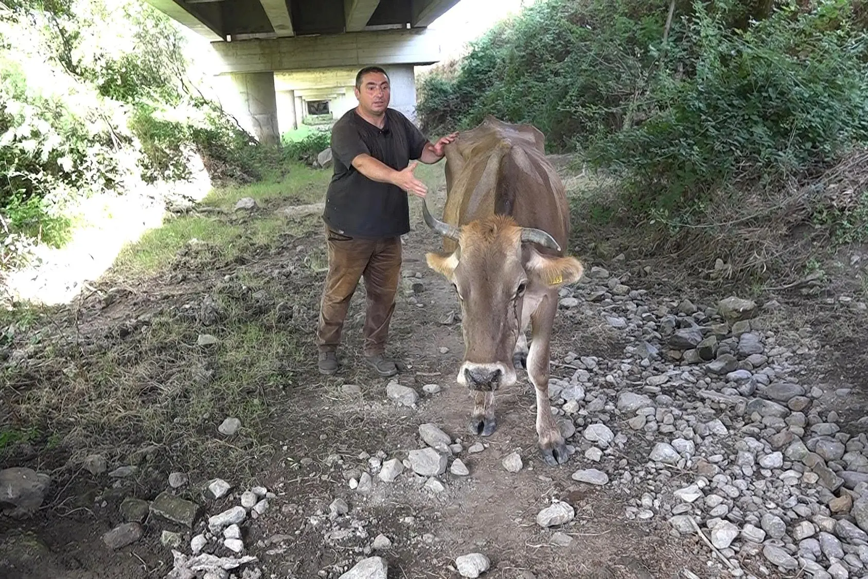 Francesco Zoroddu, di Orotelli mentre cerca di aiutare una delle sua vacche paralizzata dagli effetti della dermatite bovina