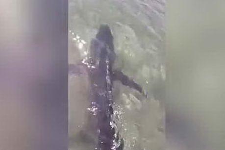 L'enorme squalo a Olbia, le incredibili immagini