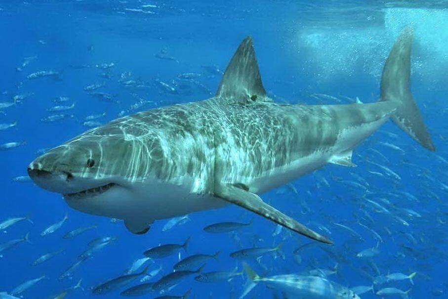 Orrore in mare: bagnante ucciso da uno squalo