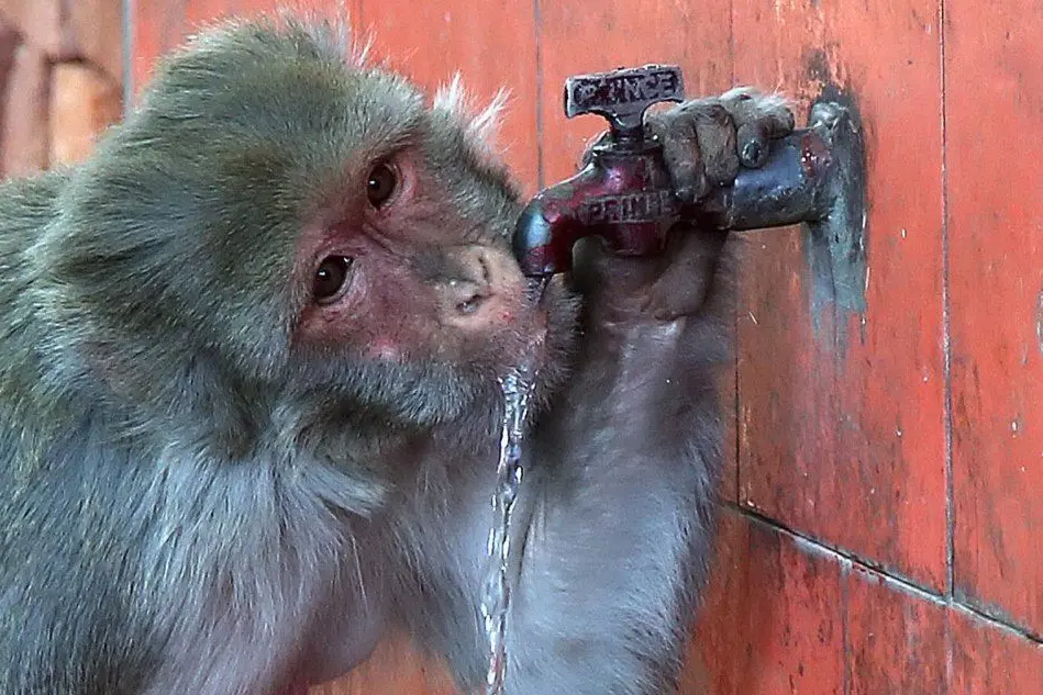 Una scimmia beve acqua dalla fontana in India (Ansa)