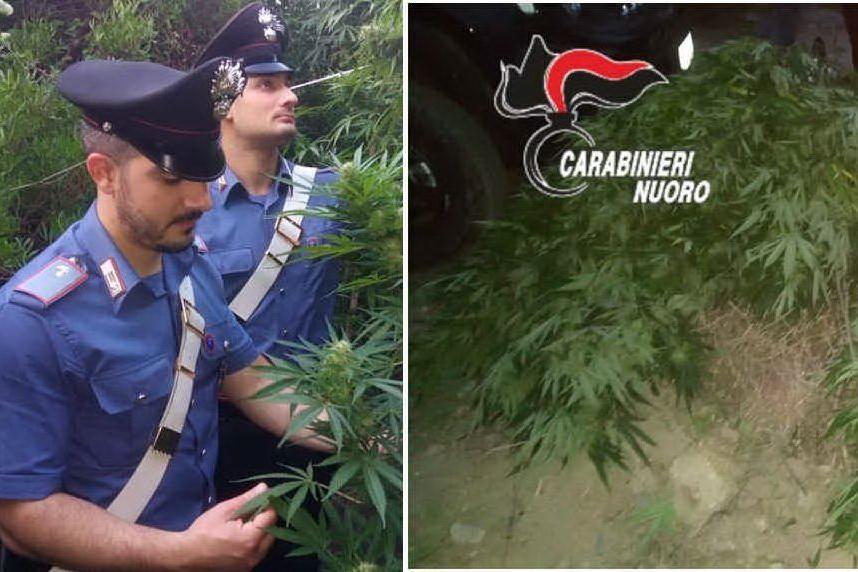 Carabinieri appostati scoprono i due giovani che innaffiano la piantagione di marijuana a Tertenia