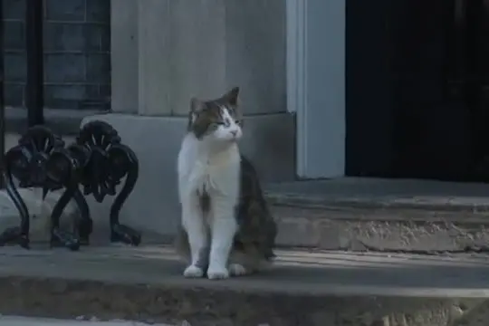 Crisi Starmer, summit a Downing Street: il gatto Larry imperturbabile