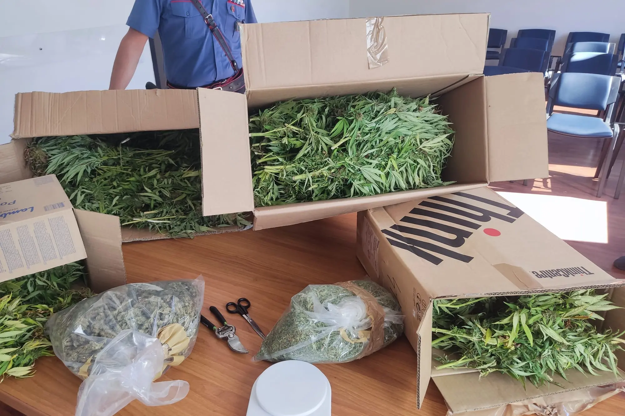 The seized marijuana (Carabinieri photo)