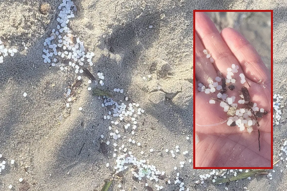 I granelli trovati al Poetto