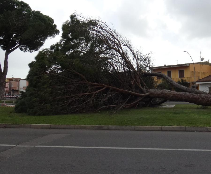 Grossi alberi abbattuti e pali pericolanti a causa del forte vento
