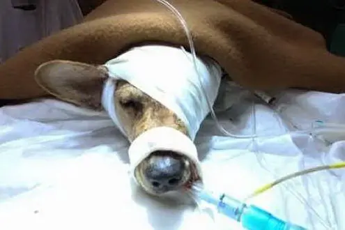 Un cane curato dai veterinari
