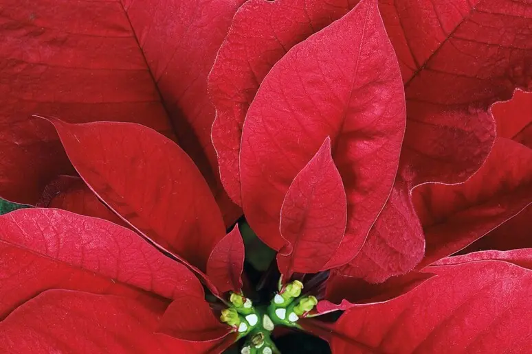 Una stella di Natale, immagine simbolo (Ansa)