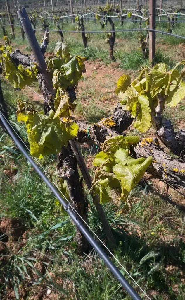Vigneti danneggiati (foto Cia Agricoltura Nord Sardegna)