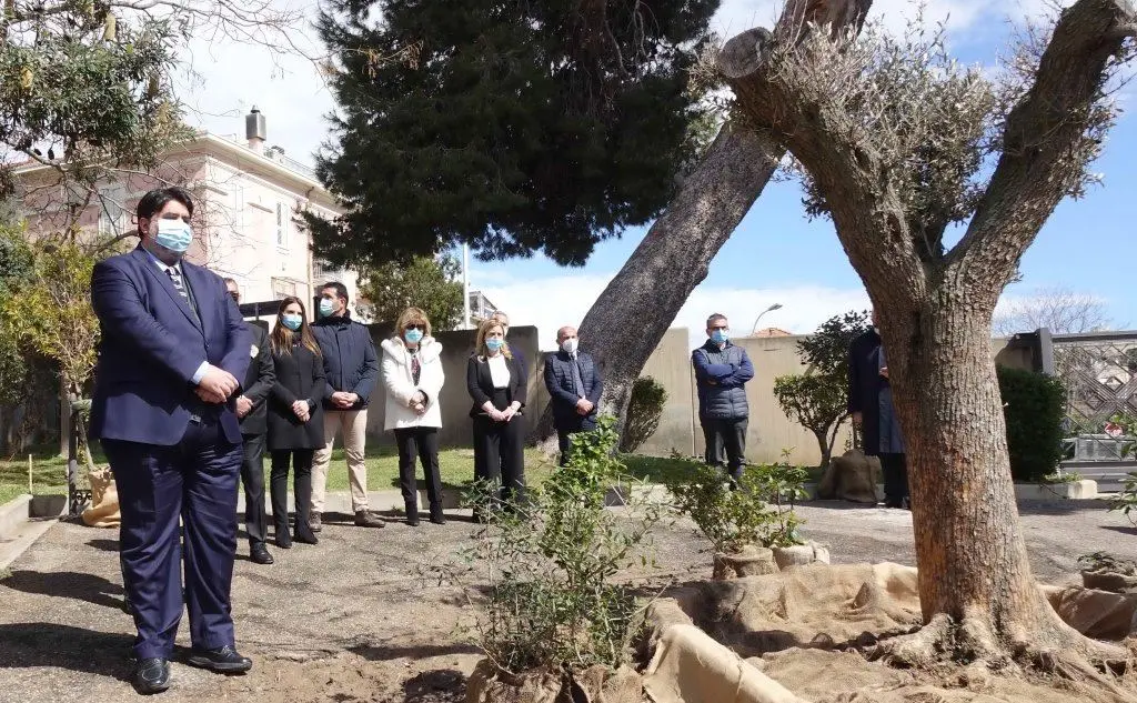 L'ulivo messo a dimora