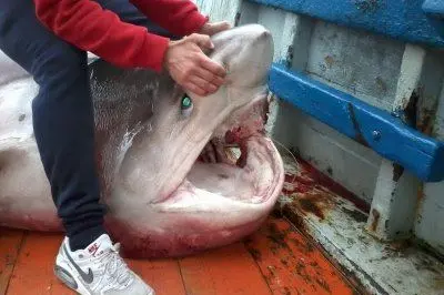 Lo squalo pescato a Buggerru