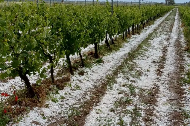 Il risultato della grandinata nei campi dell'Oristanese