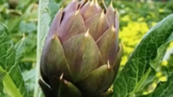 https://immagini.unionesarda.it/version/c:Njc1ZjYwOWItMjA3YS00:OWFmMDViMDItMzI4ZS00/image.webp?f=16:9