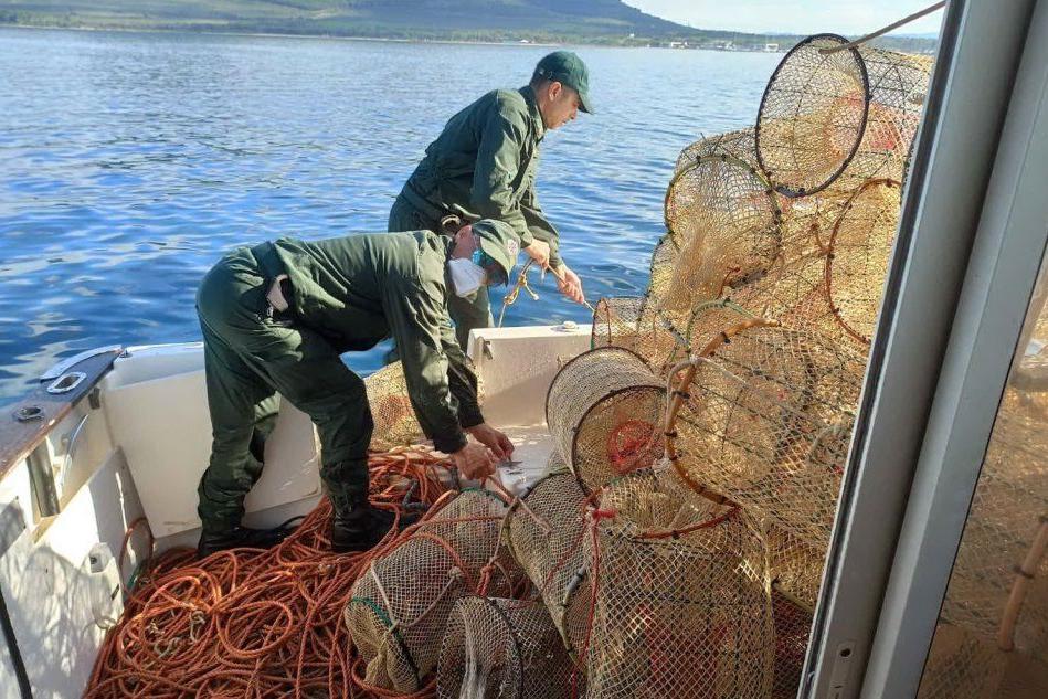 Trappole illegali nell'area protetta, i barracelli liberano 50 chili di pesce a Porto Conte