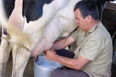 Produzione di latte