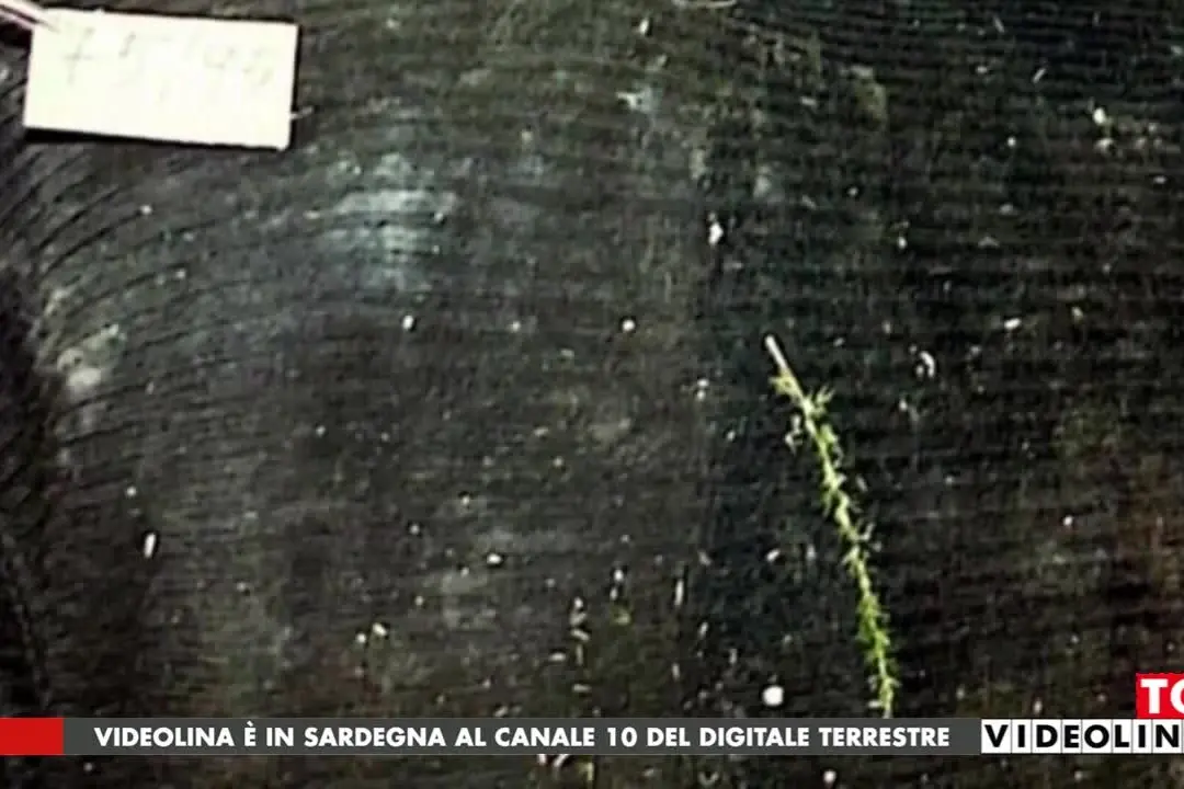 Manuela Murgia, il dna non è dell'ex fidanzato: proseguono le indagini