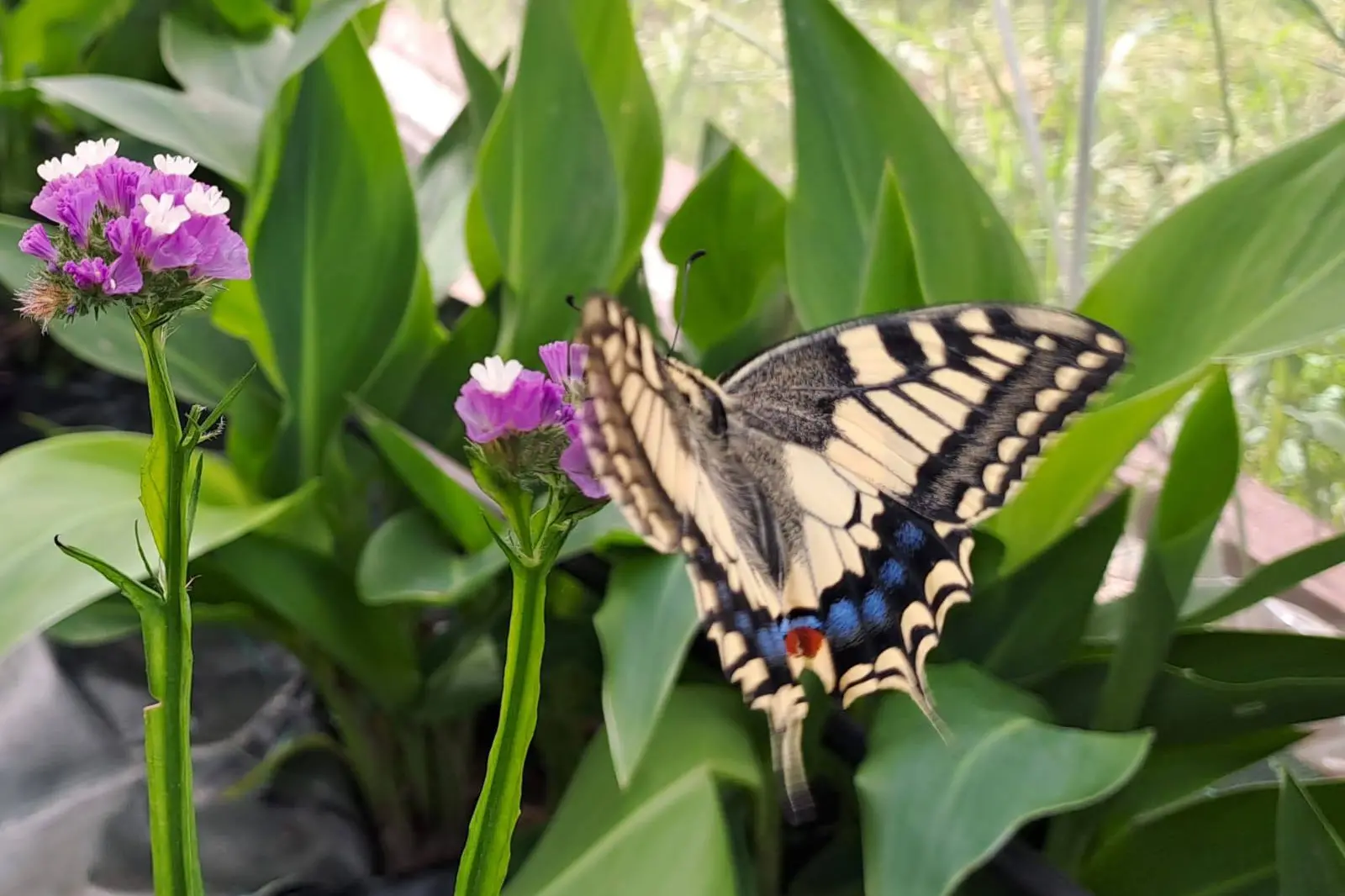 Farfalle all’Orto Mariposa di Quartucciu. (Fr.Me.)