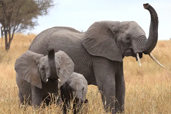 Elefanti africani in una foto di archivio