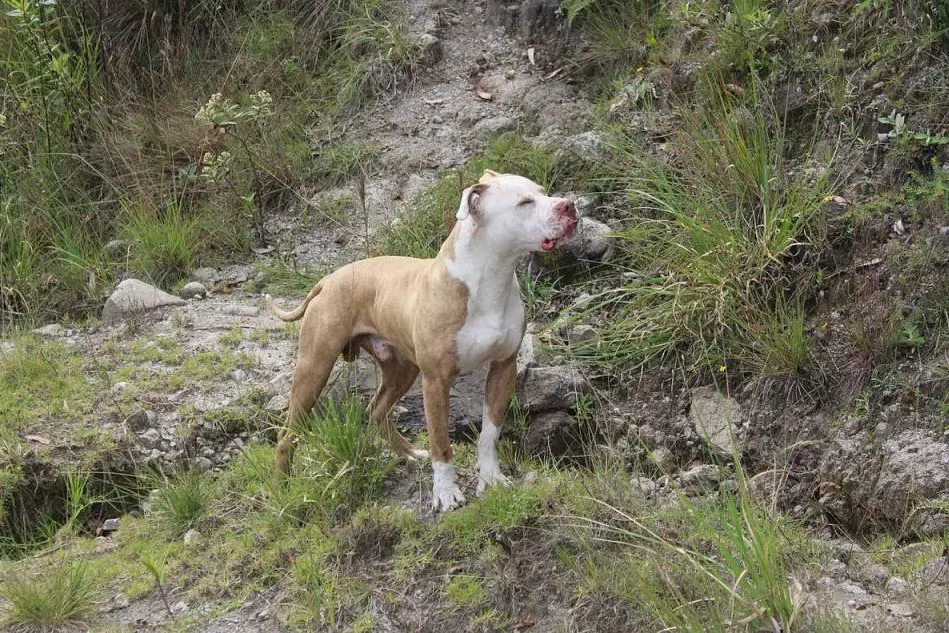 Un pitbull