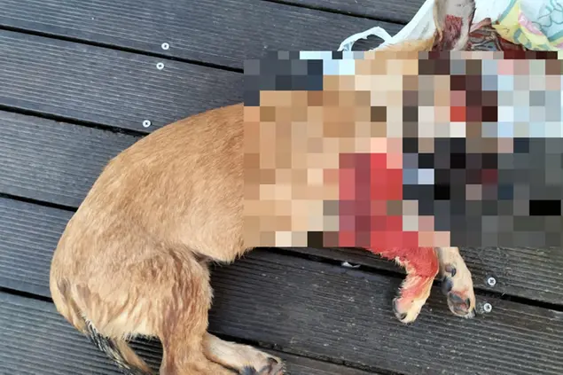 Il cagnolino torturato e ucciso a Santa Giusta (foto Pinna)