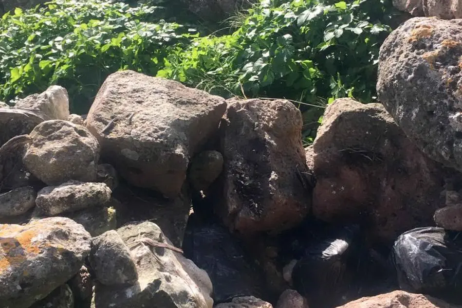 La droga era nascosta tra le rocce di un muretto a secco (foto carabinieri)