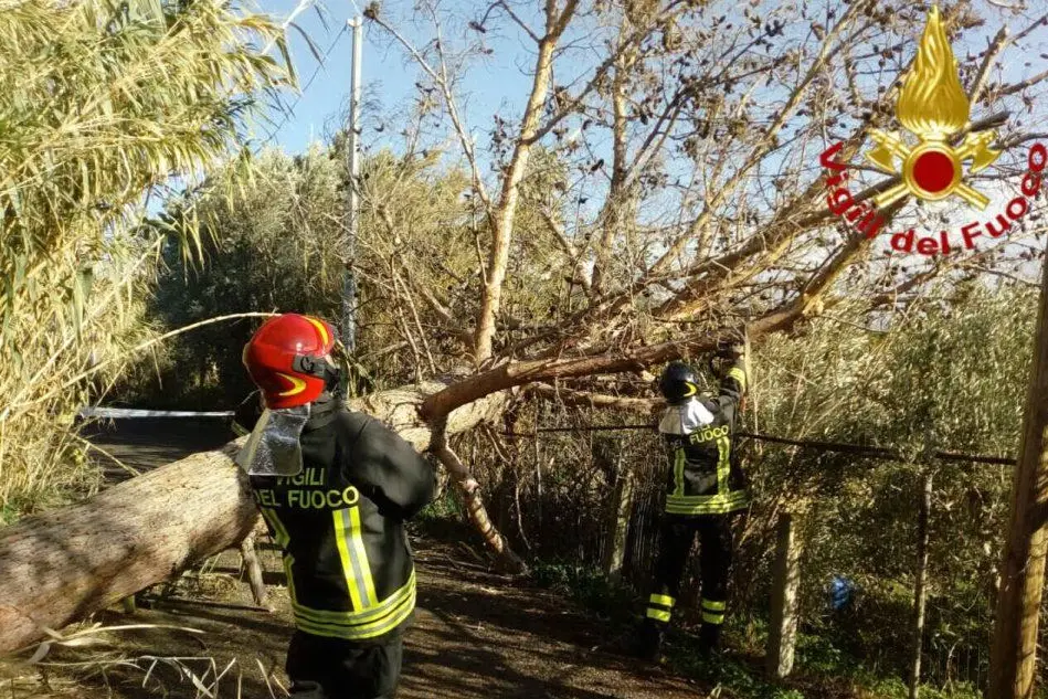 Villaputzu, albero crolla a causa del vento