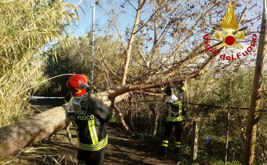 Villaputzu, albero crolla a causa del vento