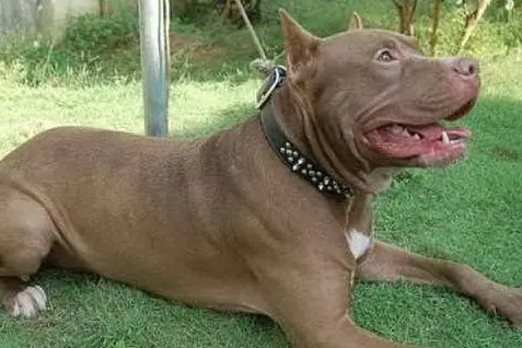 Un pitbull (immagine d'archivio)