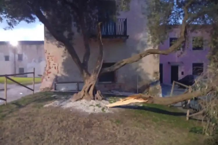 L'albero distrutto dal vento (foto Pala)
