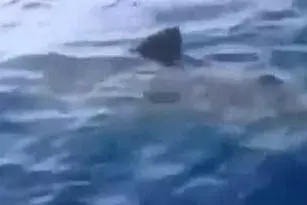 Lo squalo avvistato nel mar Adriatico